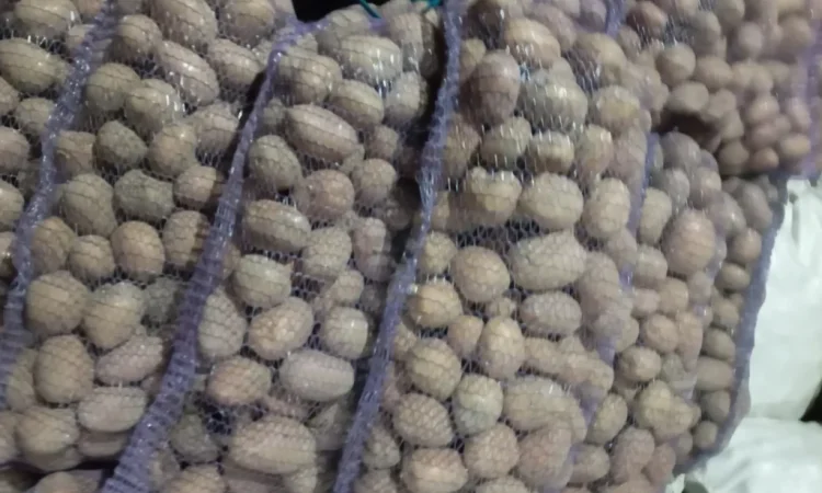 Пропозиція посадкової картоплі сорту Біла Роса - фото № 1