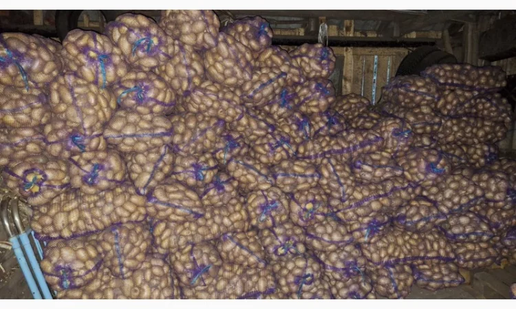 Продается товарная картошка - фото № 1