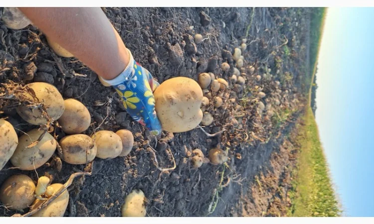 Продается товарная картошка - фото № 2