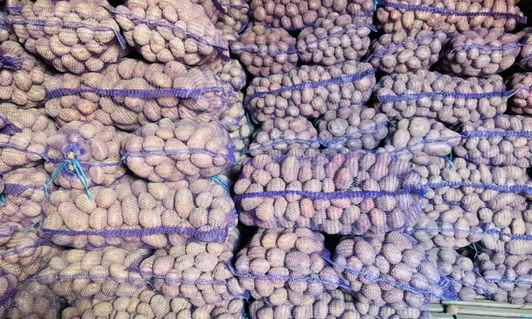 Картопля відбірна на продаж в Виннице - фото № 1