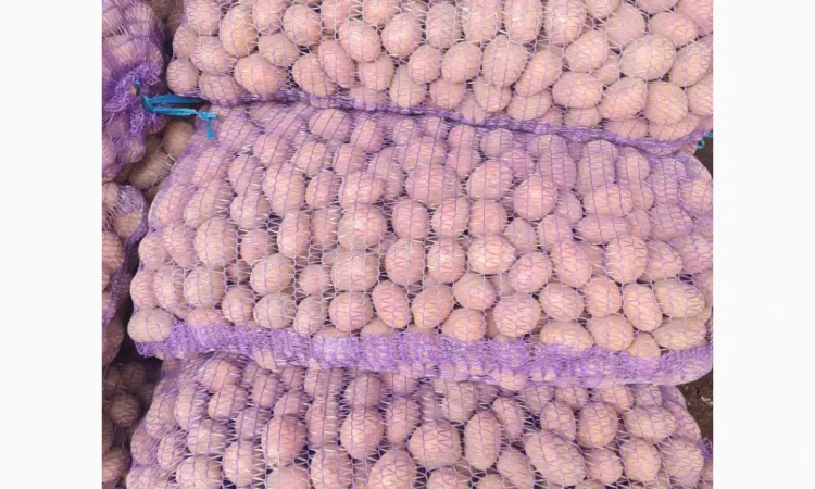 Продается семенной картофель оптом - фото № 1