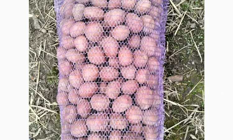 Пропоную насінневу картоплю, сорт Білороса - фото № 1