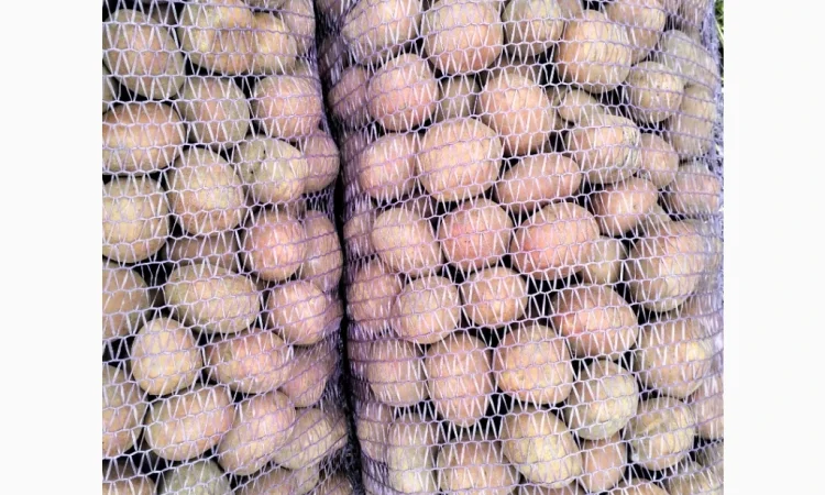 Пропоную насінневу картоплю, сорт Білороса - фото № 2