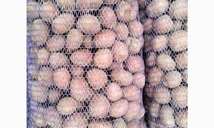 Пропоную насінневу картоплю, сорт Білороса - фото № 3