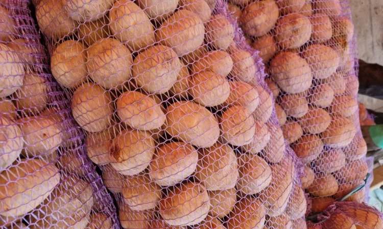 Пропонується картопля сорту Біла роса по 6 грн - фото № 1