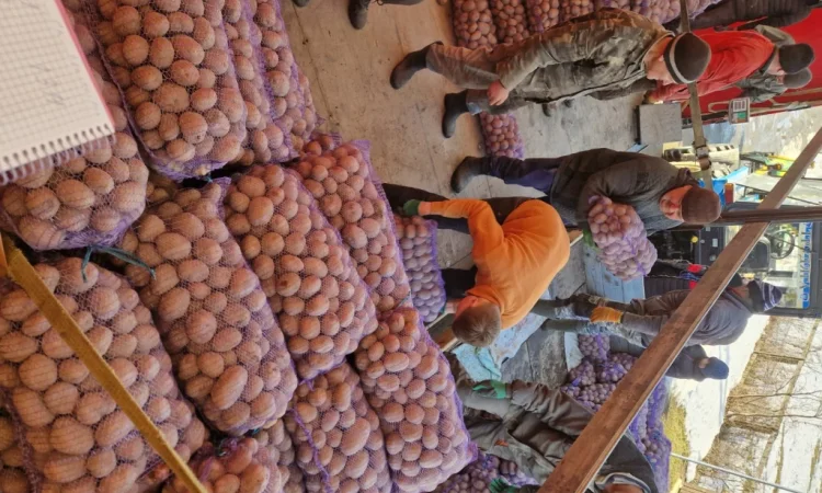 Пропонується картопля сорту Біла роса по 6 грн - фото № 2