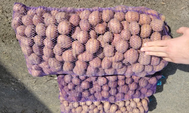 Продается семенной картофель по 4.50 грн/кг - фото № 1