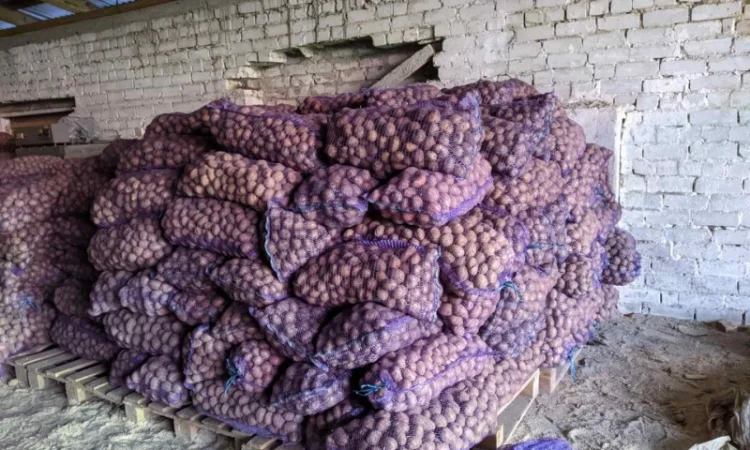 Продается семенной картофель по 4.50 грн/кг - фото № 2