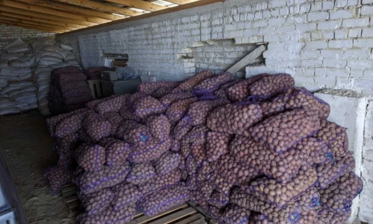 Продается семенной картофель по 4.50 грн/кг - фото № 3