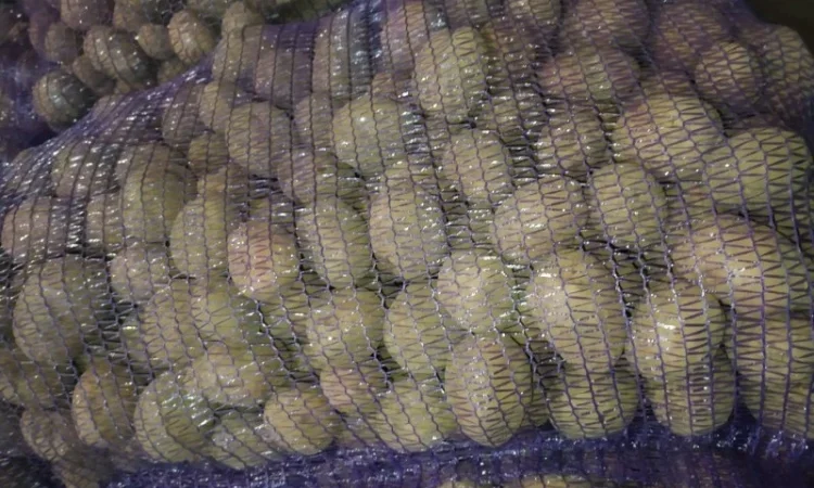 Продается семенной картофель сорта Бела Росса - фото № 2