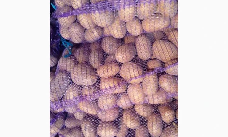 Пропонується велика та насіннєва картопля - фото № 1