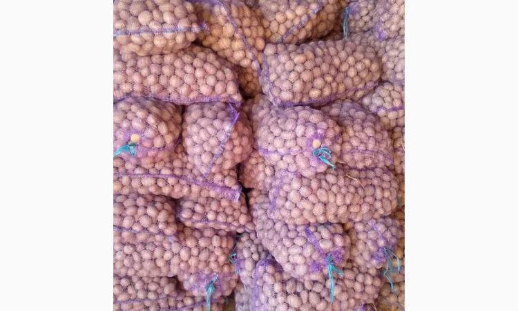 Пропонується велика та насіннєва картопля - фото № 2