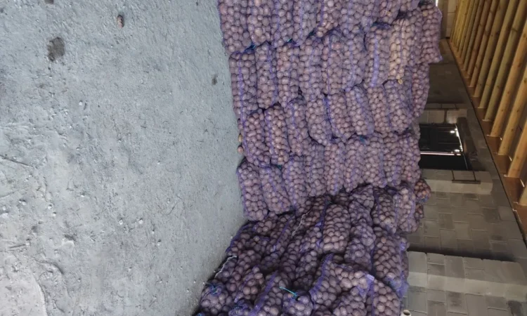 Пропонується велика та насіннєва картопля - фото № 3