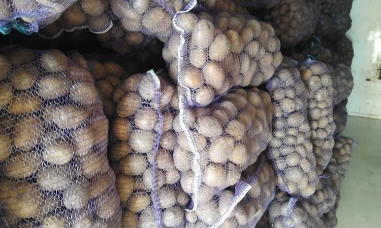 Пропонується велика та насіннєва картопля - фото № 4