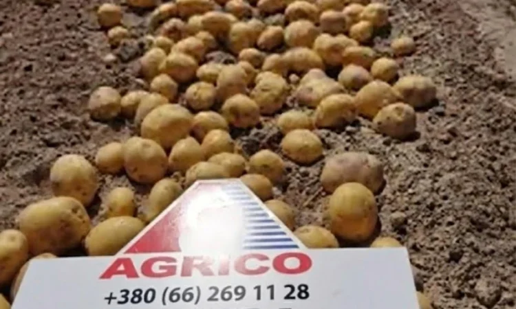 Продается семена картофеля различных сортов - фото № 1