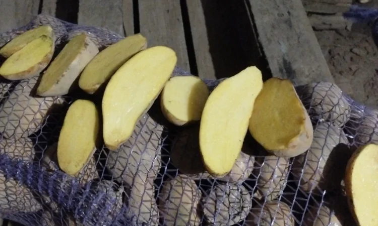 Продается продовольственная картошка Бернина Корина - фото № 1