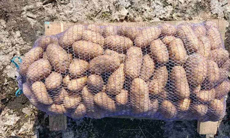 Продается товарный картофель Гренада - фото № 1