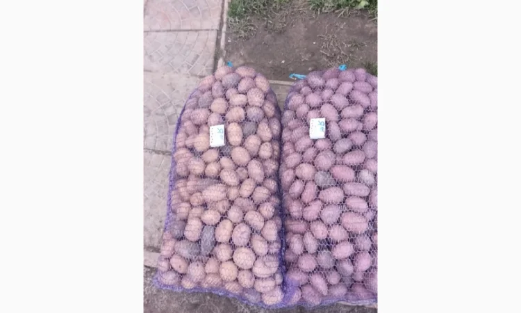 Продается семенной картофель Раномі - фото № 2