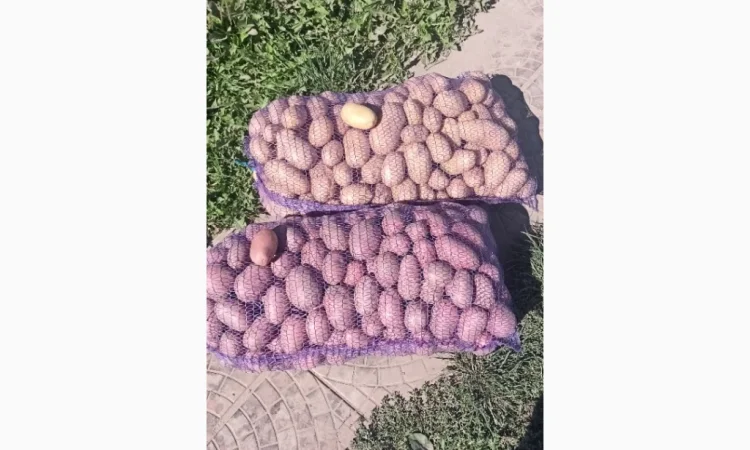 Продается семенной картофель Раномі - фото № 3