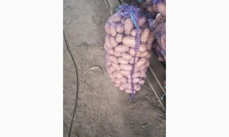 Продается семенной картофель Раномі - фото № 4