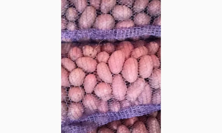 Продается семенной картофель Раномі - фото № 5