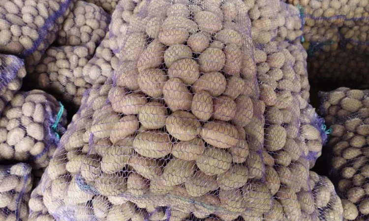 Продаж насіннєвого картоплі сорту Королева Анна - фото № 1