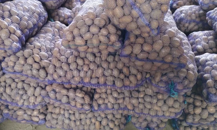 Продаж насіннєвого картоплі сорту Королева Анна - фото № 2