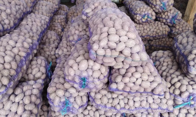 Продаж насіннєвого картоплі сорту Королева Анна - фото № 3