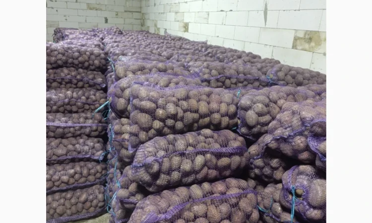 Продажа качественной товарной картошки - фото № 3