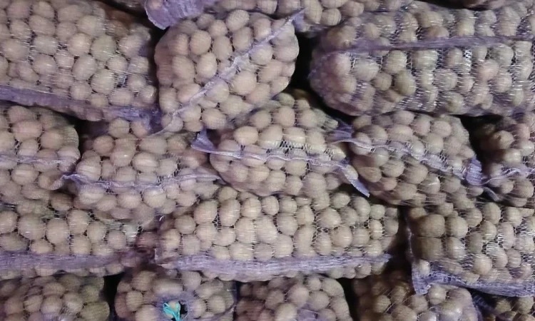 Пропонується посадкова картопля Фотинія та Білароса - фото № 1