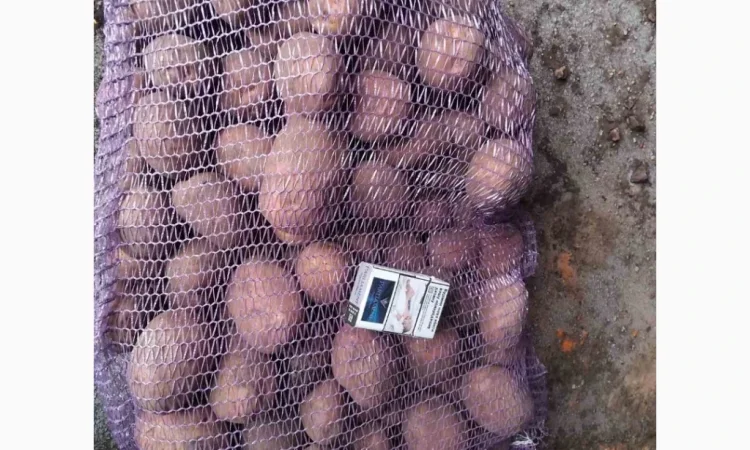 Продается товарная картошка сорта Білароса - фото № 1