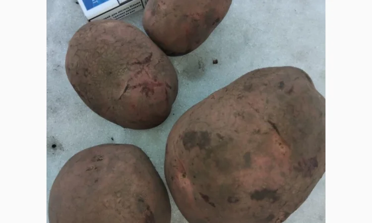 Продается товарная картошка сорта Білароса - фото № 2
