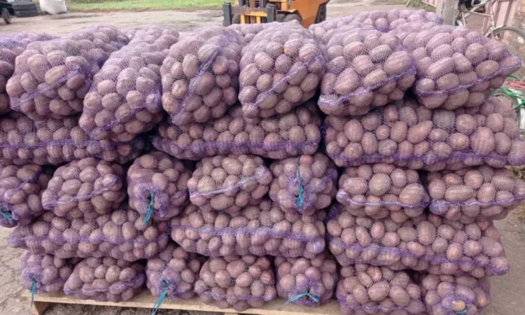 Продается товарная картошка оптом - фото № 1