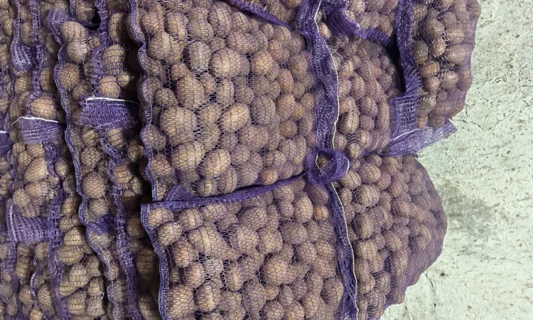 Качественное семенное картофель Лили - фото № 1