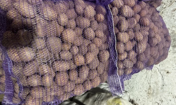 Качественное семенное картофель Лили - фото № 2