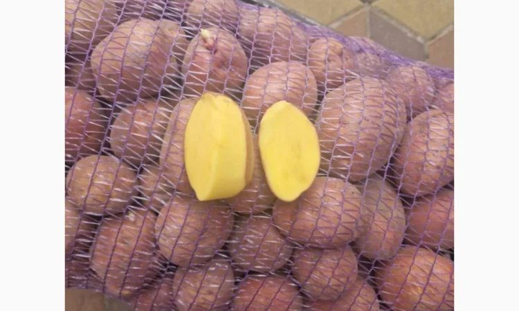 Продается картофель сорт Беларосса и Королева Ана - фото № 1