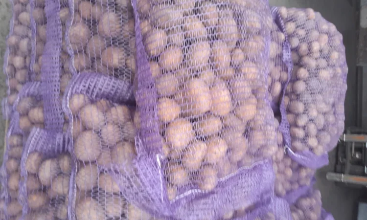 Пропонується картопля сортів Ред Леді та Коломбо - фото № 1