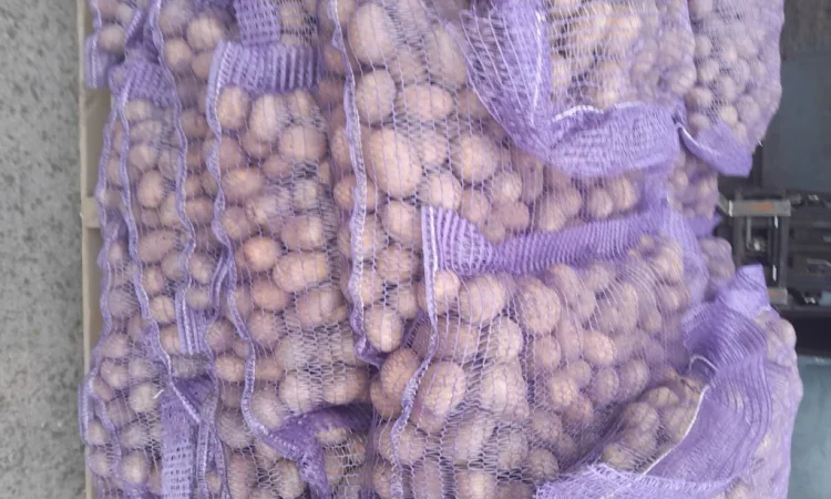 Пропонується картопля сортів Ред Леді та Коломбо - фото № 2