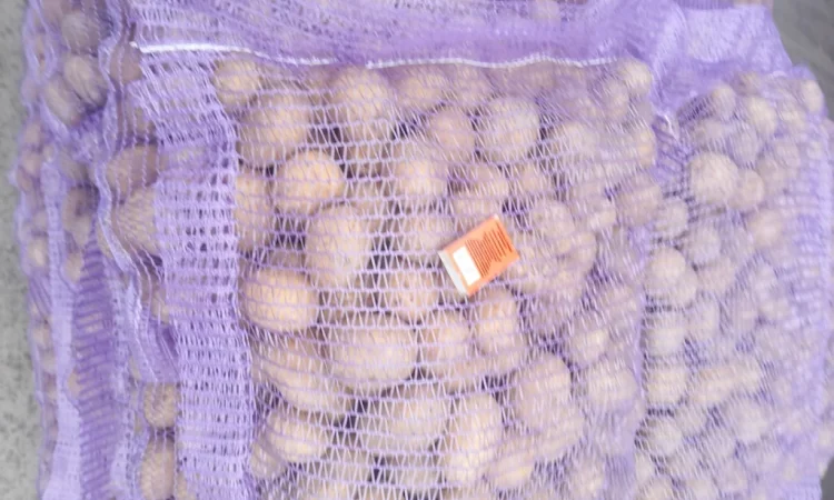 Пропонується картопля сортів Ред Леді та Коломбо - фото № 3