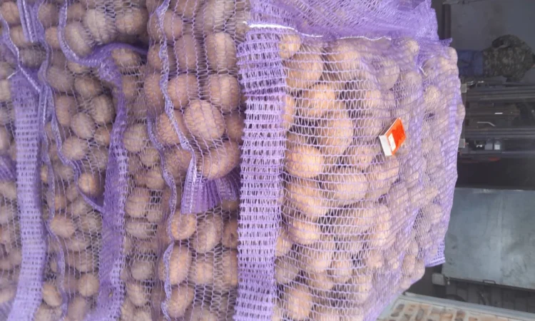 Пропонується картопля сортів Ред Леді та Коломбо - фото № 4