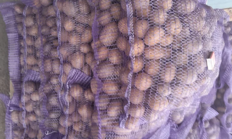 Пропонується картопля сортів Ред Леді та Коломбо - фото № 5