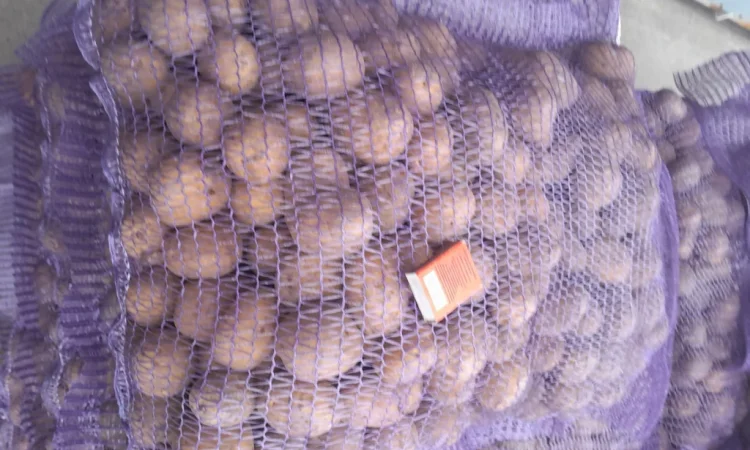 Пропонується картопля сортів Ред Леді та Коломбо - фото № 6