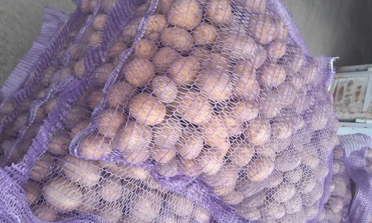 Пропонується картопля сортів Ред Леді та Коломбо - фото № 7