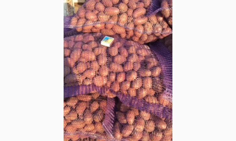 Пропонується картопля сортів Ред Леді та Коломбо - фото № 8