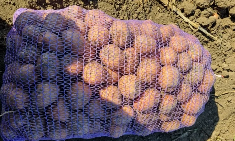 Пропонується насіннєва картопля сорт Рівєра та Арізона Есмі - фото № 2