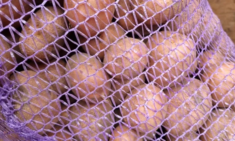 Пропонується насіннєва картопля сорт Рівєра та Арізона Есмі - фото № 3