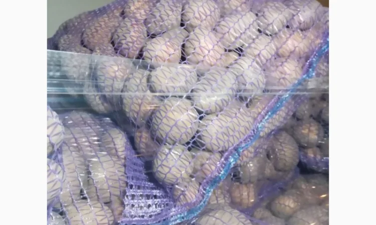 Пропонується насіннєва картопля сорт Рівєра та Арізона Есмі - фото № 4