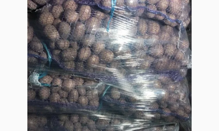 Пропонується насіннєва картопля сорт Рівєра та Арізона Есмі - фото № 5