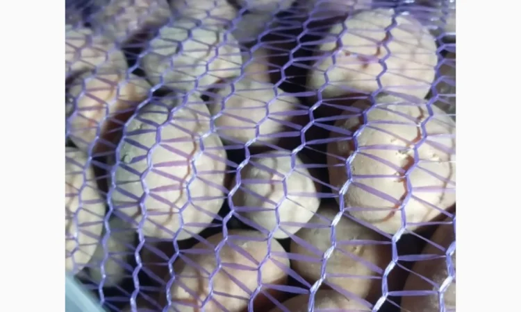 Пропонується насіннєва картопля сорт Рівєра та Арізона Есмі - фото № 6