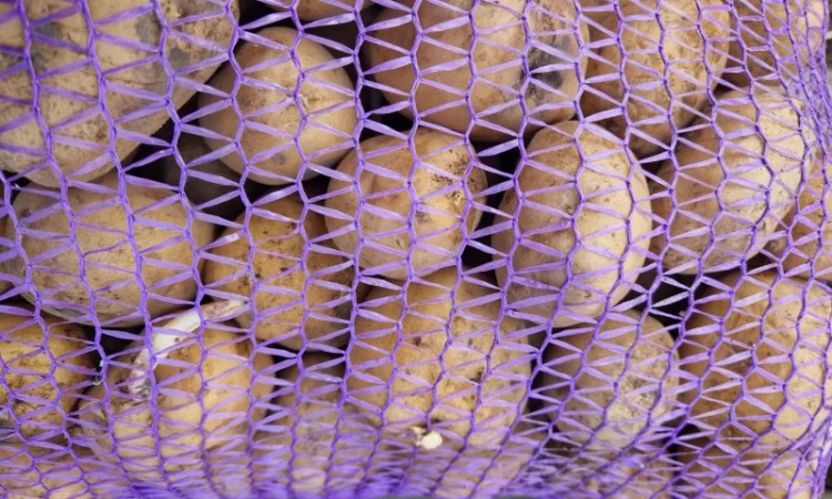 Пропонується насіннєва картопля сорт Рівєра та Арізона Есмі - фото № 7